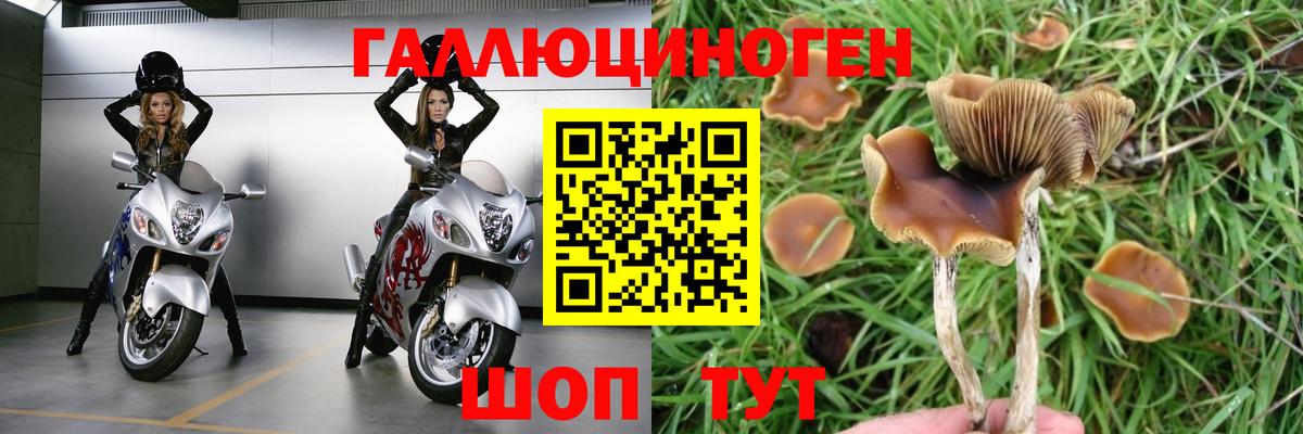 Галлюциногенные грибы Psilocybine cubensis Протвино